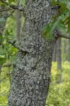 Quercus laevis Walter
