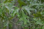 Quercus laevis Walter