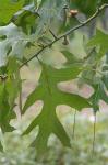 Quercus laevis Walter