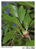 Quercus laurifolia Michaux