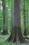 Quercus laurifolia Michaux
