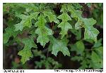 Quercus lyrata Walter
