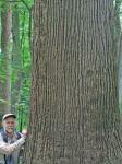 Quercus lyrata Walter
