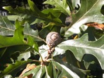 Quercus lyrata Walter