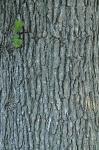 Quercus macrocarpa Michaux