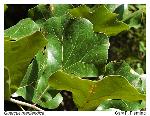 Quercus marilandica Muenchhausen var. marilandica