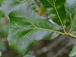 Quercus marilandica Muenchhausen var. marilandica