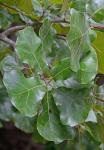 Quercus marilandica Muenchhausen var. marilandica