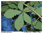 Quercus michauxii Nuttall