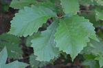 Quercus montana Willd.