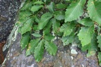 Quercus montana Willd.