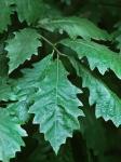 Quercus muehlenbergii Engelmann