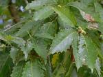 Quercus muehlenbergii Engelmann
