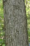 Quercus muehlenbergii Engelmann