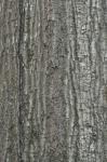 Quercus nigra Linnaeus