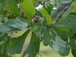 Quercus nigra Linnaeus