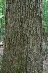 Quercus pagoda Rafinesque