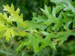 Quercus palustris Muenchhausen