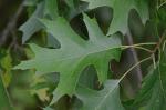 Quercus palustris Muenchhausen