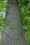 Quercus palustris Muenchhausen