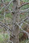 Quercus palustris Muenchhausen