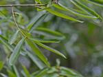Quercus phellos Linnaeus