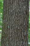 Quercus phellos Linnaeus