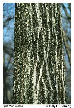 Quercus rubra Linnaeus var. rubra