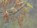 Quercus rubra Linnaeus var. rubra
