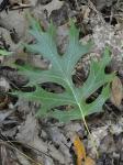 Quercus shumardii Buckley