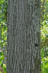 Quercus shumardii Buckley
