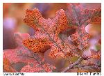 Quercus stellata Wangenheim