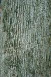 Quercus stellata Wangenheim
