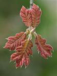 Quercus velutina Lamarck