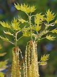 Quercus velutina Lamarck