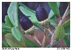 Quercus virginiana Miller