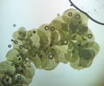 Radula complanata (L.) Dumort.