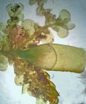 Radula obconica Sullivant