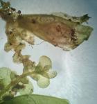 Radula obconica Sullivant