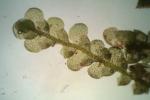 Radula obconica Sullivant