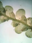 Radula obconica Sullivant