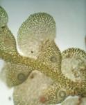 Radula obconica Sullivant