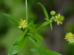 Ranunculus abortivus L.