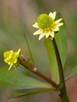 Ranunculus abortivus L.