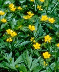 Ranunculus acris L.