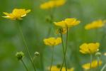 Ranunculus acris L.