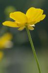 Ranunculus acris L.