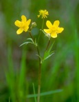 Ranunculus acris L.