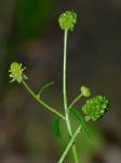 Ranunculus allegheniensis Britt.