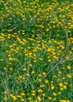 Ranunculus bulbosus L.